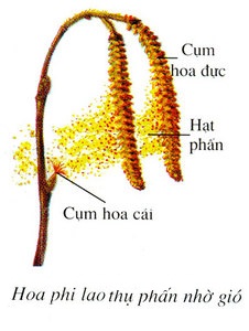 Hoa thụ phấn nhờ côn trùng