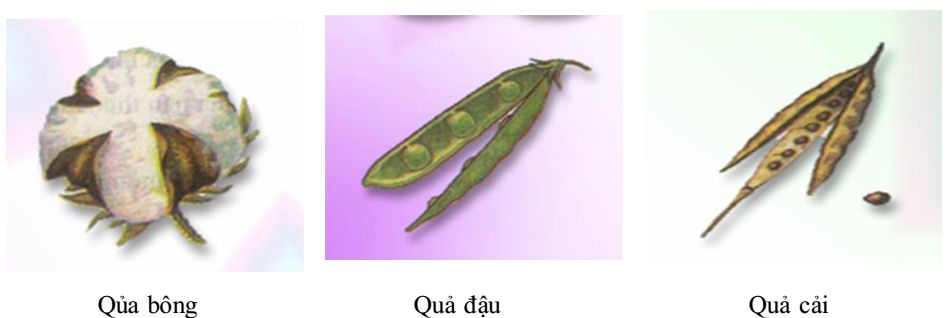 quả khô nẻ quả khô nẻ