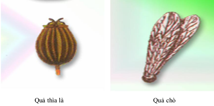 quả khô không nẻ quả khô không nẻ