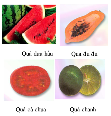 quả thịt quả thịt