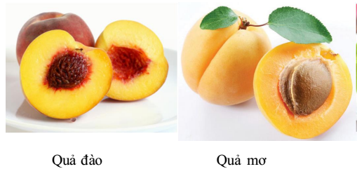 quả hạch quả hạch
