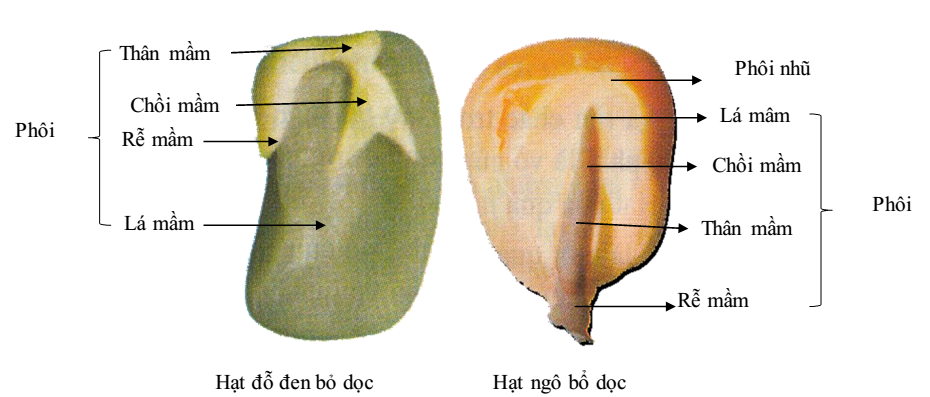 các bộ phân của hạt các bộ phân của hạt