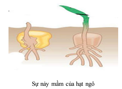 sự nảy mầm của hạt ngô sự nảy mầm của hạt ngô