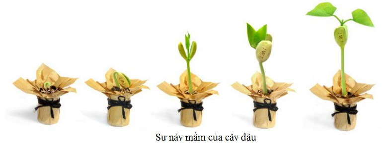sự nảy mầm của hạt đậu sự nảy mầm của hạt đậu