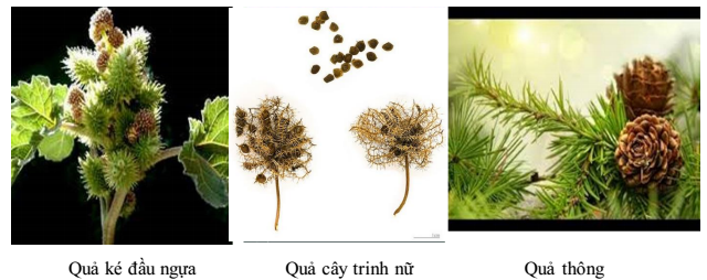 quả phát tán nhờ động vật quả phát tán nhờ động vật
