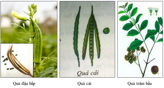 quả tự phát tán quả tự phát tán