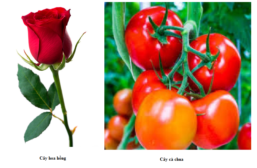 cây trồng cây trồng