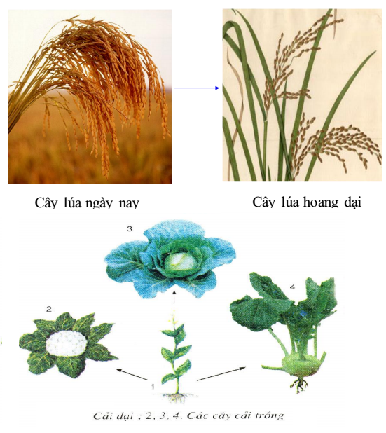 cây trồng và cây dại cây trồng và cây dại