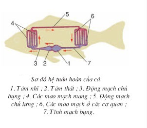 Hệ tuần hoàn của cá