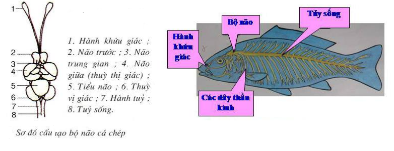 hệ thần kinh của cá
