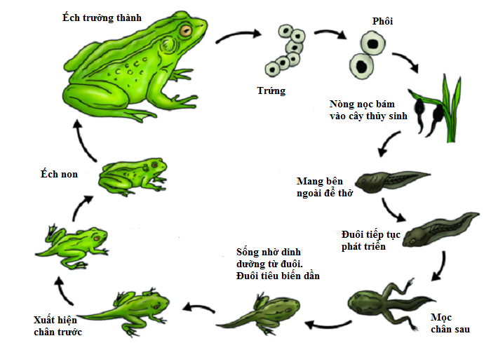 vòng đời của ếch