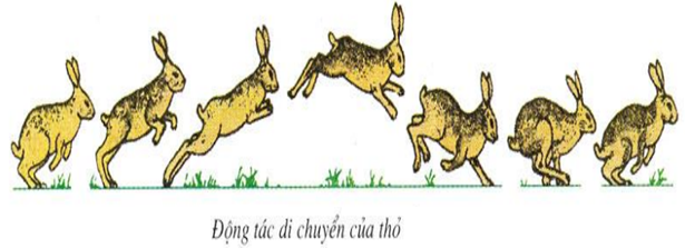 động tác di chuyển của thỏ