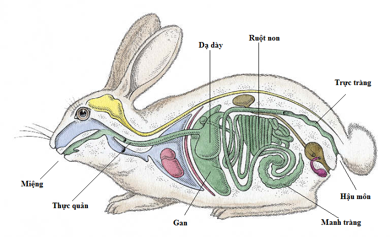 hệ tiêu hóa thỏ