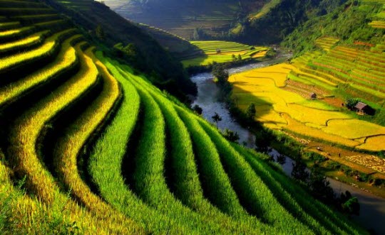 Trong bài thơ, cảnh rừng Việt Bắc hiện lên như thế nào ? Đọc th
