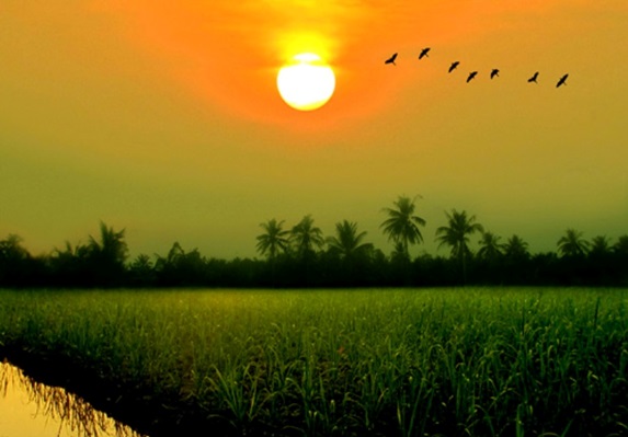 Hãy chiêm ngưỡng một cánh đồng lúa xanh tươi và rộng lớn như thế nào qua hình ảnh đẹp lung linh. Hình ảnh này sẽ đưa bạn đến gần với thiên nhiên và trải nghiệm nét đẹp của đồng ruộng Việt Nam.