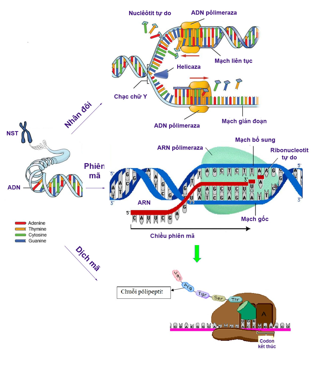 Sơ đồ các cơ chế di truyền ở cấp độ phân tử