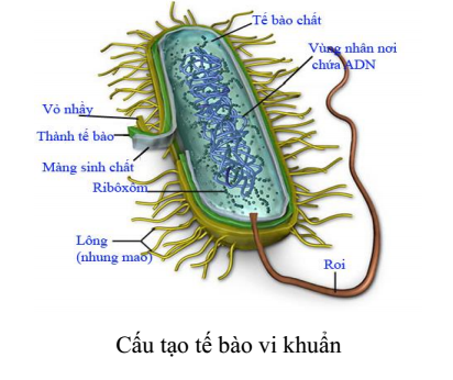 cấu tạo vi khuẩn cấu tạo vi khuẩn
