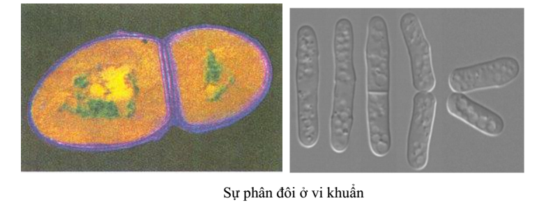 sự phân đôi ở vi khuẩn sự phân đôi ở vi khuẩn