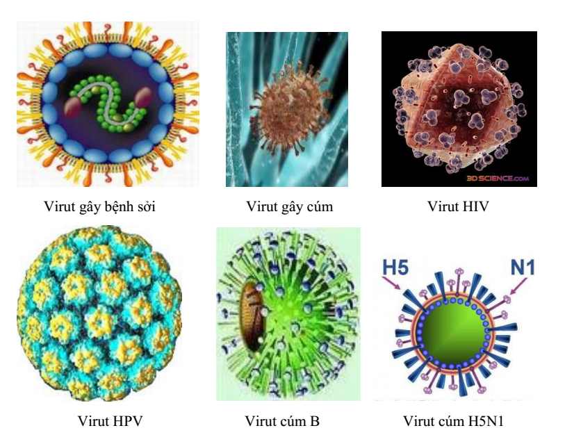 virut virut