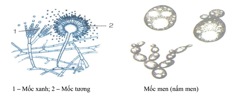 một vài loại mốc một vài loại mốc