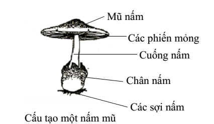 cấu tạo nấm mũ cấu tạo nấm mũ