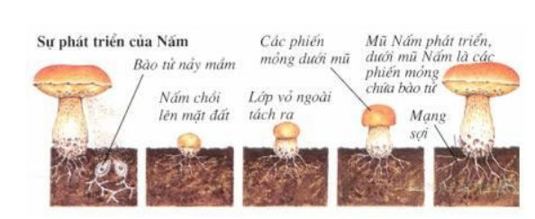 sự phát triển của nấm sự phát triển của nấm
