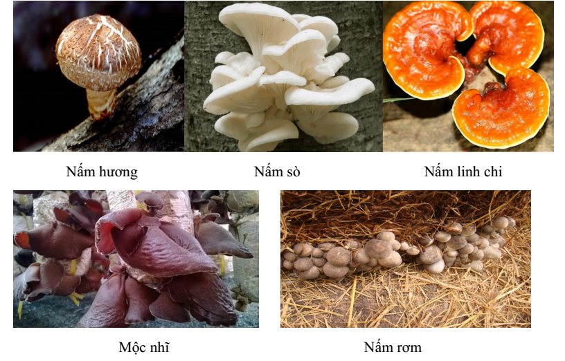nấm có ích nấm có ích