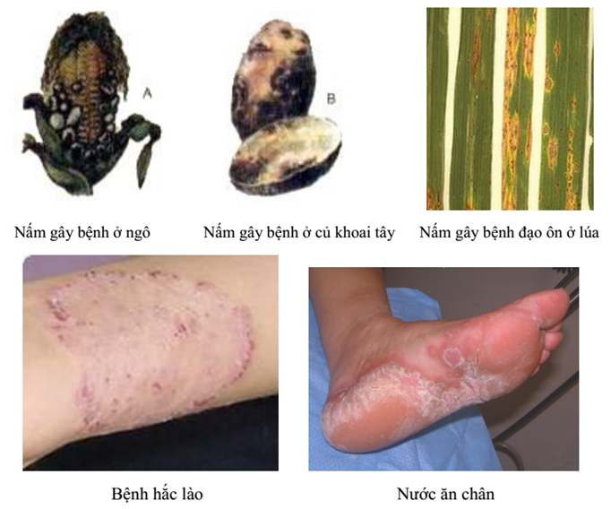 nấm gây hại nấm gây hại