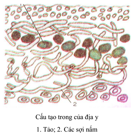 cấu tạo địa y cấu tạo địa y