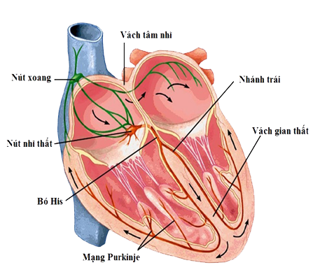 vai trò của tim trong tuần hoàn máu