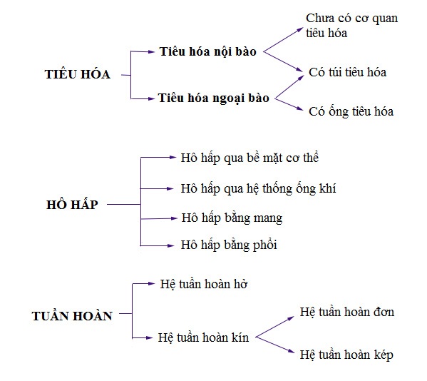 Hệ cơ quan động vật Hệ cơ quan động vật