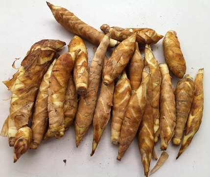 củ dong ta củ dong ta