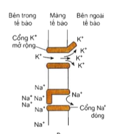 Điện thế hoạt động