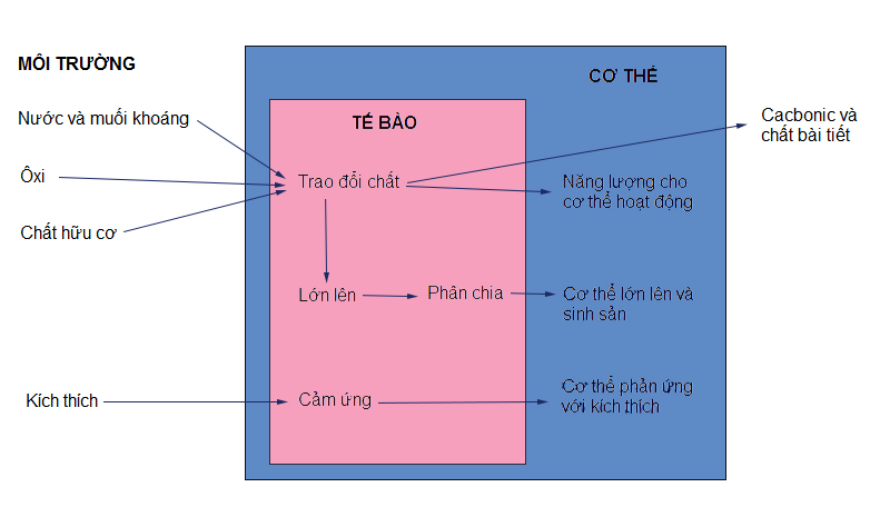 hoạt động sống của tế bào hoạt động sống của tế bào