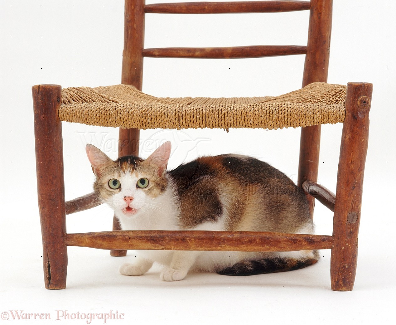 Кошка под столом. Котик под стулом. Кот сидит под стулом. Под стулом. Стол кошечка
