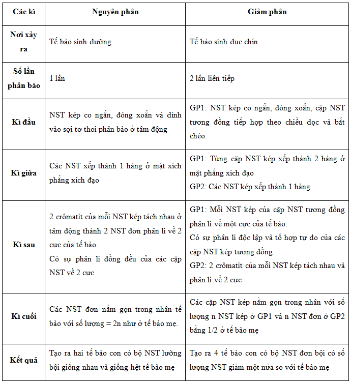 Phân Biệt Nguyên Phân và Giảm Phân