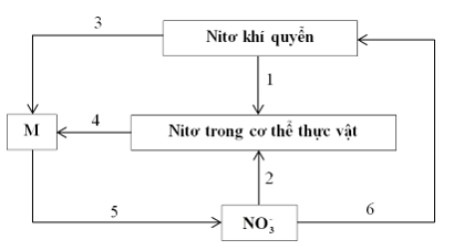 Trắc nghiệm sinh 11 bài 6 có đáp án