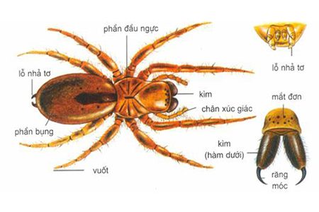 Lý thuyết Nhện và sự đa dạng của lớp hình nhện sinh 7