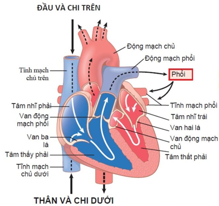 Cấu tạo động mạch vành và các thông tin có thể bạn chưa biết