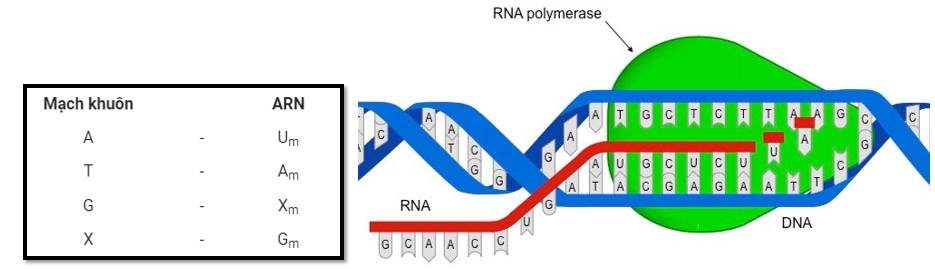 Bài tập ARN và quá trình phiên mã - ảnh 1