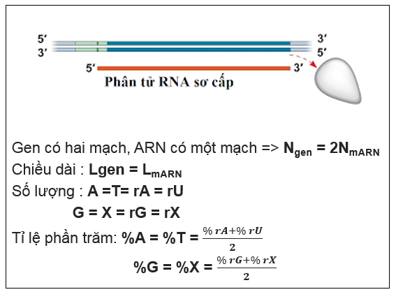 Bài tập ARN và quá trình phiên mã - ảnh 2