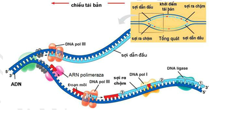 Hình Nền Gen Dna Chuỗi Tải Về Miễn Phí Hình ảnh gen dna xiềng xích phân  tử Sáng Tạo Từ Lovepik
