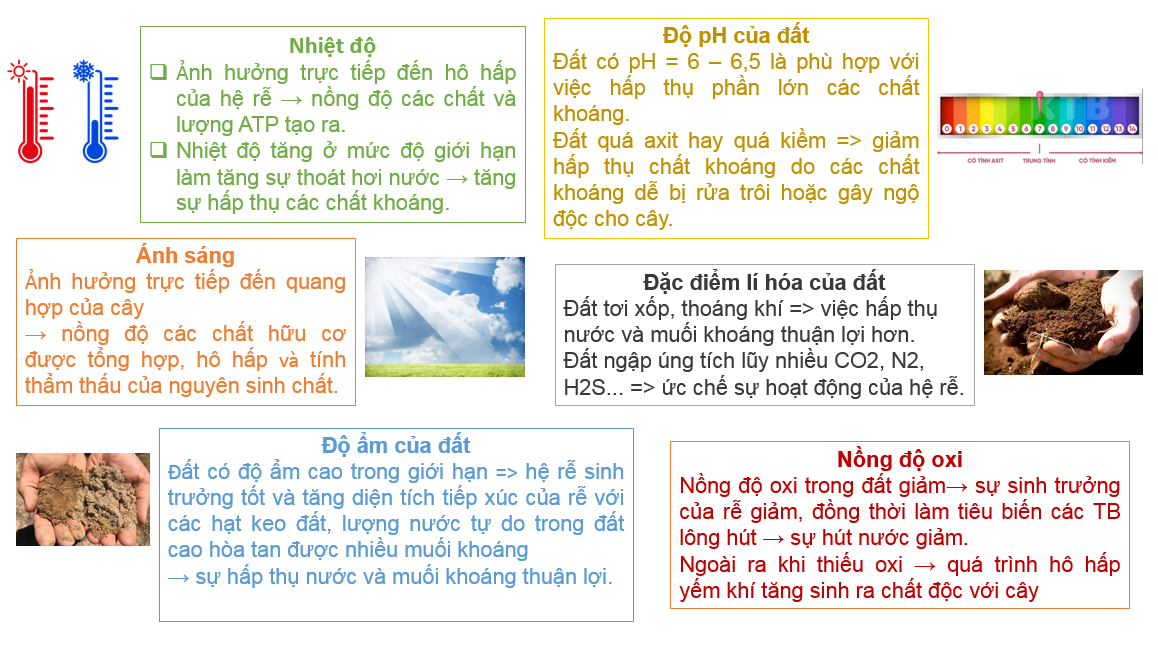 Sự hấp thụ nước và muối khoáng ở rễ - ảnh 1