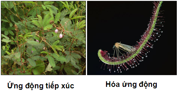 Ứng Động Tiếp Xúc: Khám Phá Các Ứng Dụng và Lợi Ích Đáng Kể