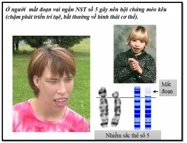 3 Hãy điền các từ các cromatit chị em các cromatit không chị em cặp NST  tương đồng các NST không tương đồng tương ứng với các chữ cái phù hợp với