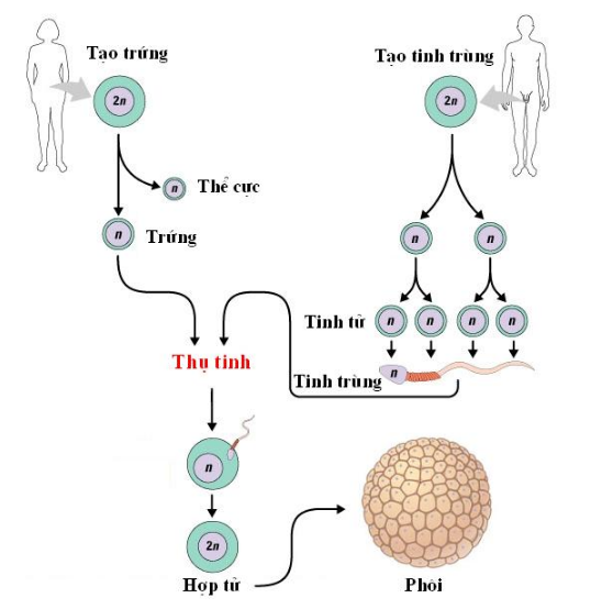 Bài tập sinh sản ở động vật - ảnh 4