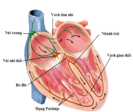 Bài tập hoạt động tim và hệ mạch - ảnh 1