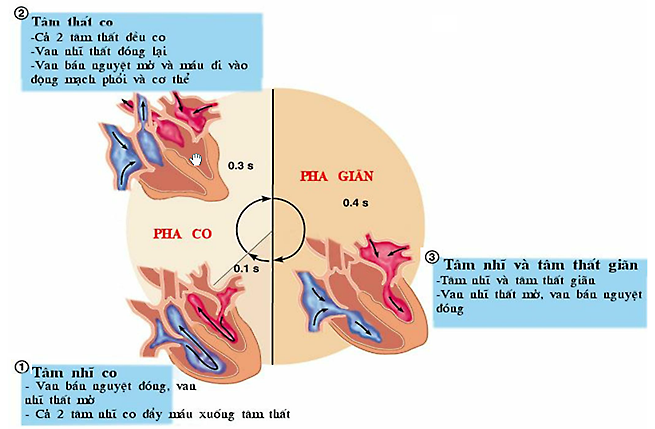 Bài tập hoạt động tim và hệ mạch - ảnh 2