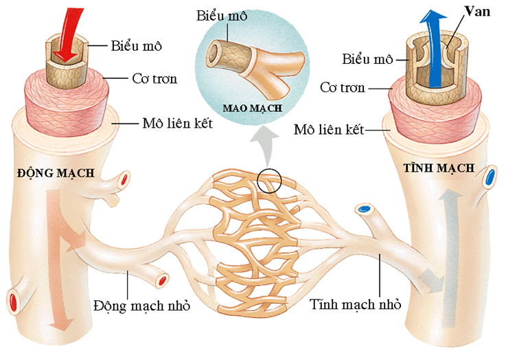 Bài tập hoạt động tim và hệ mạch - ảnh 3