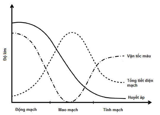 Bài tập hoạt động tim và hệ mạch - ảnh 4